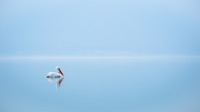 白天蓝海上的白天鹅